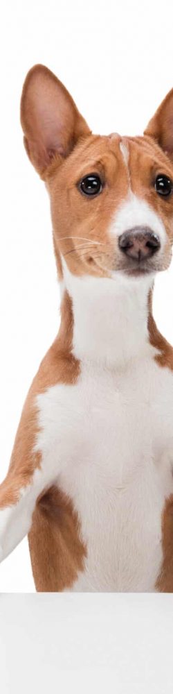 Basenji young dog is posing. Cute playful brown white doggy or pet playing on white studio background. Concept of motion, action, movement, pets love. Looks delighted, funny. Copyspace for ad.