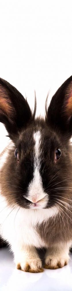 Rabbit isolated on a white background